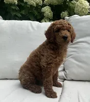 Gracie, a female Poodle - Standard  for sale in Dundee, OH – Photo 2 of 3