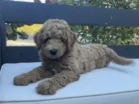 Val, a female Goldendoodle for sale in Dundee, OH – Photo 4 of 4