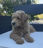 Val, a female Goldendoodle for sale in Dundee, OH – Photo 2 of 4