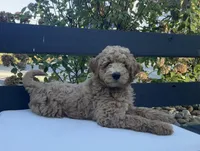 Val, a female Goldendoodle for sale in Dundee, OH – Photo 1 of 4