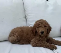 Timmy, a male Poodle - Standard  for sale in Dundee, OH – Photo 3 of 3