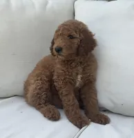 Timmy, a male Poodle - Standard  for sale in Dundee, OH – Photo 2 of 3