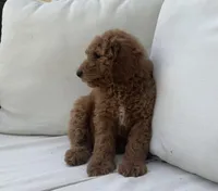 Timmy, a male Poodle - Standard  for sale in Dundee, OH – Photo 1 of 3