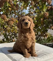 Nina, a female Goldendoodle for sale in Dundee, OH – Photo 2 of 4