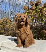 Nina, a female Goldendoodle for sale in Dundee, OH – Photo 3 of 4