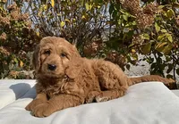 Nina, a female Goldendoodle for sale in Dundee, OH – Photo 4 of 4