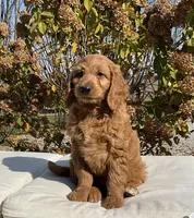 Nina, a female Goldendoodle for sale in Dundee, OH – Photo 1 of 4