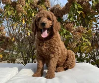 Blaze, a male Goldendoodle for sale in Dundee, OH – Photo 1 of 6