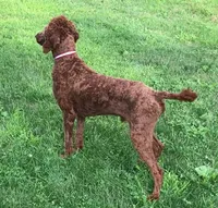 Blaze, a male Goldendoodle for sale in Dundee, OH – Photo 5 of 6