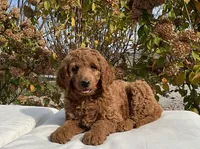 Blaze, a male Goldendoodle for sale in Dundee, OH – Photo 4 of 6