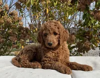 Blaze, a male Goldendoodle for sale in Dundee, OH – Photo 2 of 6