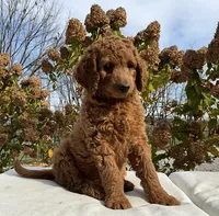Blaze, a male Goldendoodle for sale in Dundee, OH – Photo 3 of 6