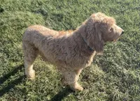 Blaze, a male Goldendoodle for sale in Dundee, OH – Photo 6 of 6