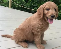 Peyton, a male Goldendoodle for sale in Dundee, OH – Photo 2 of 2