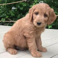 Peyton, a male Goldendoodle for sale in Dundee, OH – Photo 1 of 2