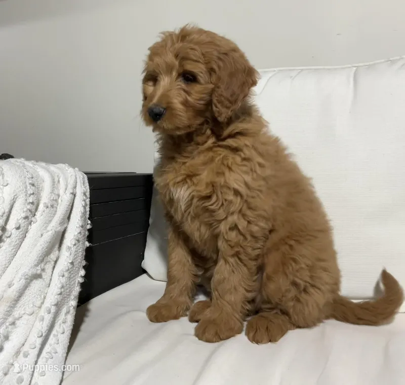 Taylor, a female Goldendoodle for sale in Dundee, OH – Photo 1 of 3