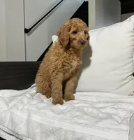 Taylor, a female Goldendoodle for sale in Dundee, OH – Photo 2 of 3