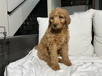 Taylor, a female Goldendoodle for sale in Dundee, OH – Photo 3 of 3