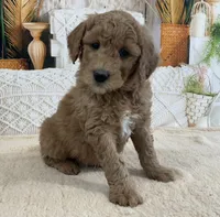 Mookie, a male Goldendoodle for sale in Dundee, OH – Photo 2 of 3