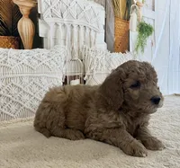 Mookie, a male Goldendoodle for sale in Dundee, OH – Photo 3 of 3