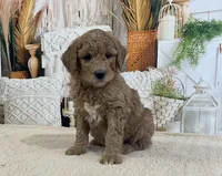 Mookie, a male Goldendoodle for sale in Dundee, OH – Photo 1 of 3