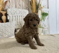 Timmy, a male Goldendoodle for sale in Dundee, OH – Photo 2 of 3