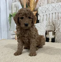 Timmy, a male Goldendoodle for sale in Dundee, OH – Photo 1 of 3