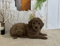 Timmy, a male Goldendoodle for sale in Dundee, OH – Photo 3 of 3