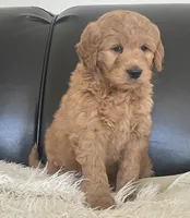 Leo, a male Goldendoodle for sale in Dundee, OH – Photo 4 of 4