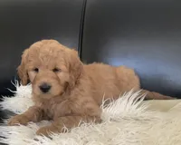 Leo, a male Goldendoodle for sale in Dundee, OH – Photo 3 of 4