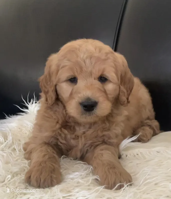 Leo, a male Goldendoodle for sale in Dundee, OH – Photo 1 of 4