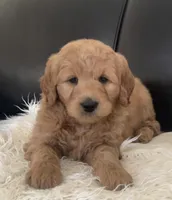 Leo, a male Goldendoodle for sale in Dundee, OH – Photo 1 of 4