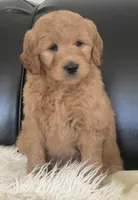 Leo, a male Goldendoodle for sale in Dundee, OH – Photo 2 of 4