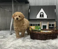 Sage, a female Goldendoodle for sale in Dundee, OH – Photo 2 of 3