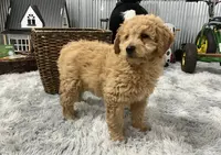 Sage, a female Goldendoodle for sale in Dundee, OH – Photo 3 of 3