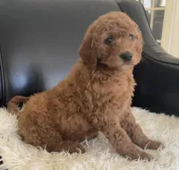 Jen, a female Goldendoodle for sale in Dundee, OH – Photo 2 of 3