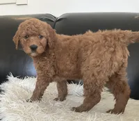 Jen, a female Goldendoodle for sale in Dundee, OH – Photo 3 of 3