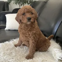 Jen, a female Goldendoodle for sale in Dundee, OH – Photo 1 of 3