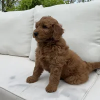 Willow, a female Goldendoodle for sale in Dundee, OH – Photo 3 of 4