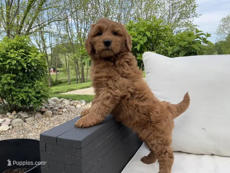 Willow, a female Goldendoodle for sale in Dundee, OH – Photo 1 of 4
