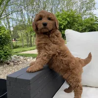 Willow, a female Goldendoodle for sale in Dundee, OH – Photo 1 of 4