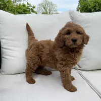 Willow, a female Goldendoodle for sale in Dundee, OH – Photo 4 of 4