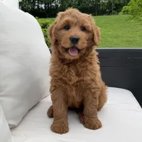 Willow, a female Goldendoodle for sale in Dundee, OH – Photo 2 of 4