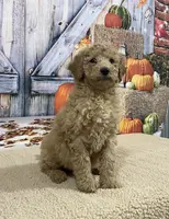Grace, a female Goldendoodle for sale in Dundee, OH – Photo 2 of 3