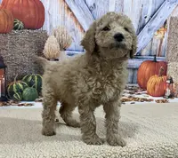 Grace, a female Goldendoodle for sale in Dundee, OH – Photo 3 of 3