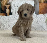 Grace, a female Goldendoodle for sale in Dundee, OH – Photo 2 of 3