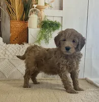 Grace, a female Goldendoodle for sale in Dundee, OH – Photo 3 of 3