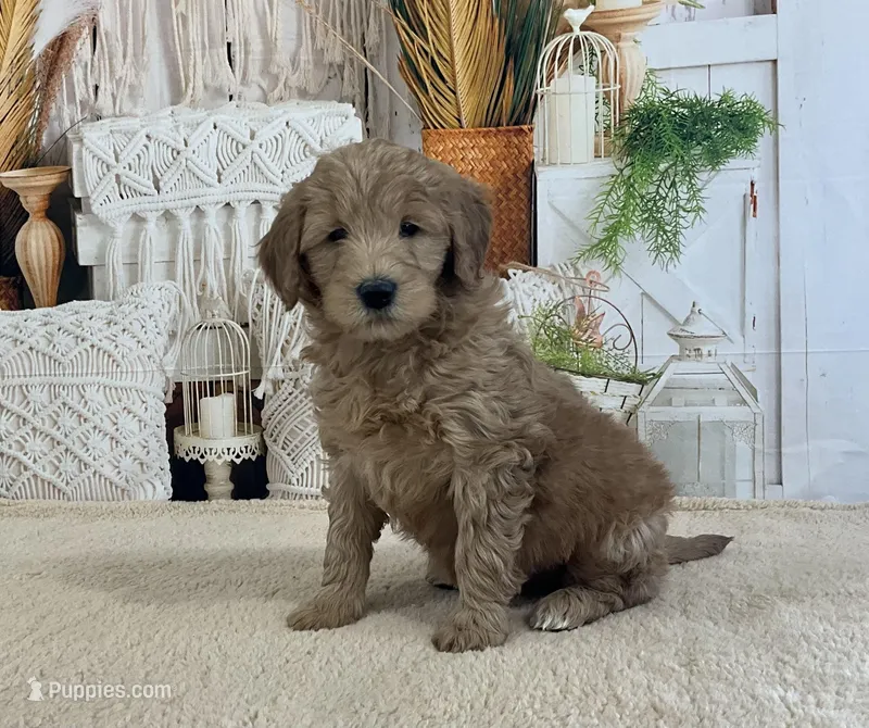 Grace, a female Goldendoodle for sale in Dundee, OH – Photo 1 of 3