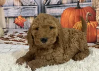 Tucker, a male Goldendoodle for sale in Dundee, OH – Photo 2 of 3
