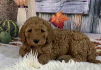Tucker, a male Goldendoodle for sale in Dundee, OH – Photo 1 of 3
